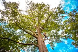 Best Palm Tree Trimming  in Easton, CA