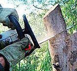  Easton, CA Tree Care Pros