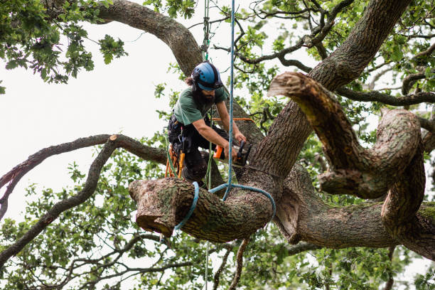 Best Arborist Consultation Services  in Easton, CA