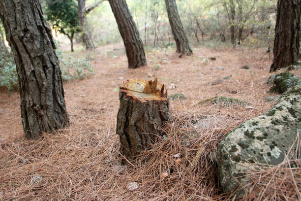 Best Tree and Shrub Care  in Easton, CA