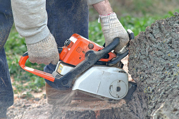 Best Emergency Tree Removal  in Easton, CA