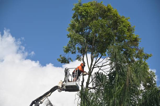 Best Tree Health Inspection  in Easton, CA