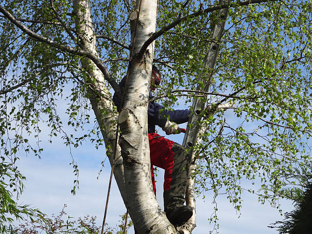 Best Tree Cabling and Bracing  in Easton, CA