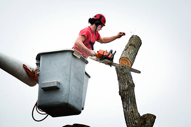 Best Root Management and Removal  in Easton, CA