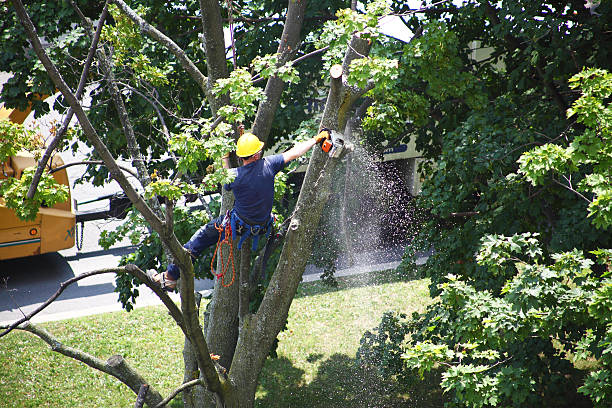 Best Tree Maintenance Programs  in Easton, CA