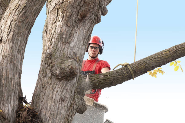 Best Commercial Tree Services  in Easton, CA